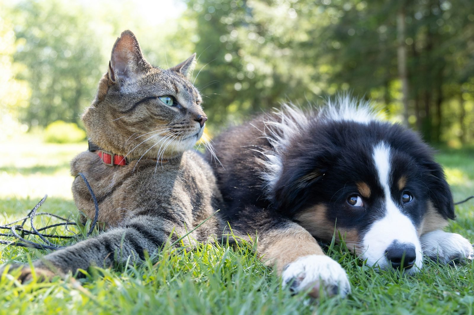 Cat and dog resting together on grass