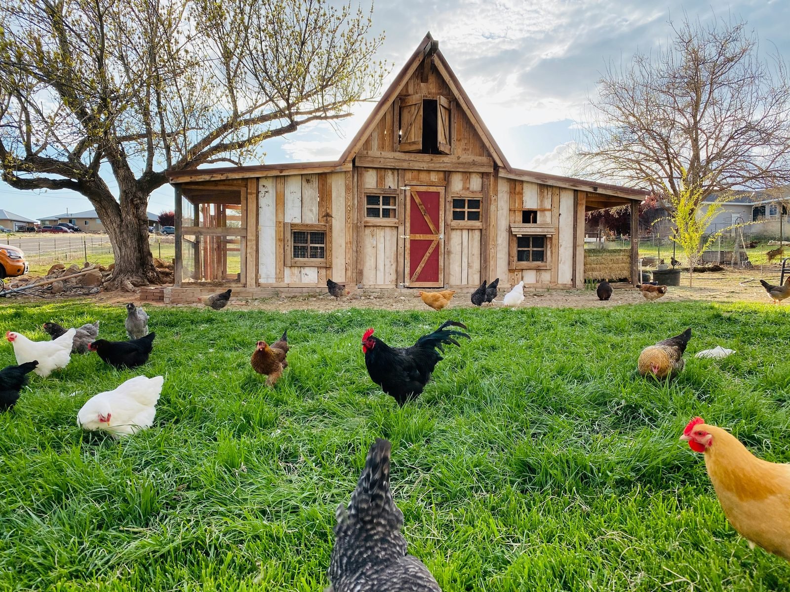 Free-range chickens in front of timber barn
