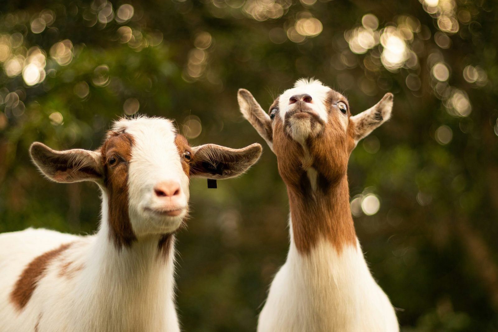 Two goats looking up, playful expressions