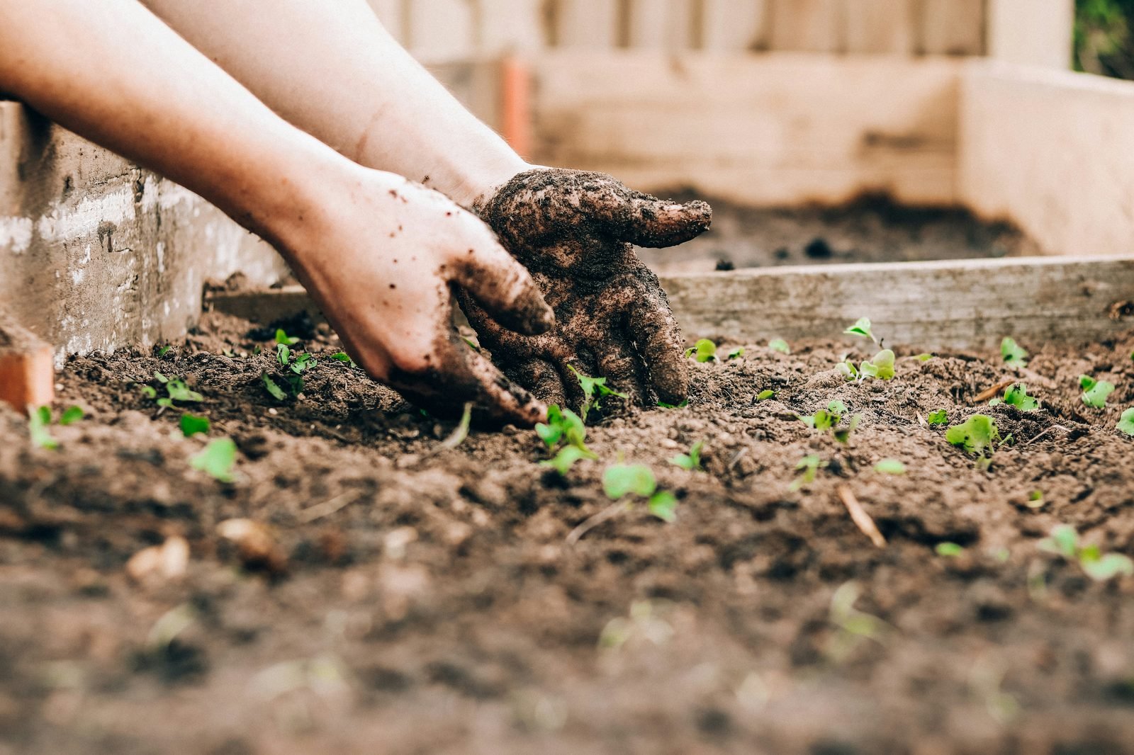 Hands working in soil among seedlings