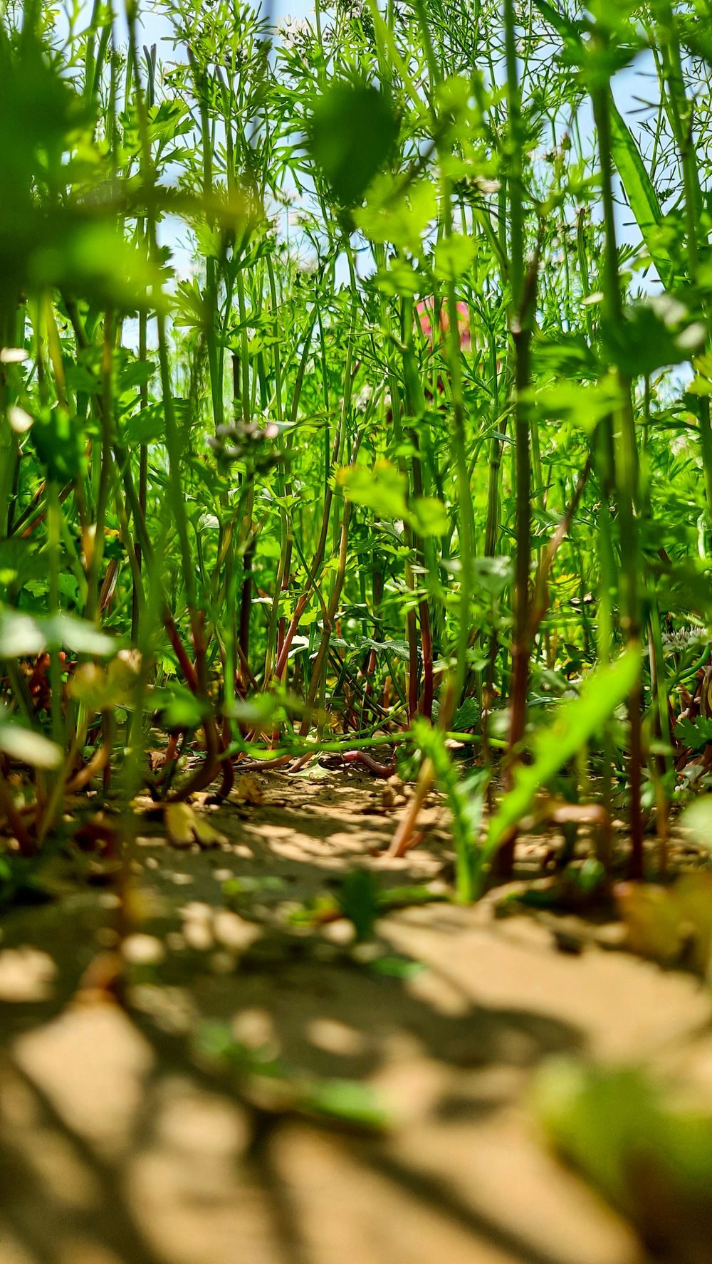 Close view through herb stems in sunlight