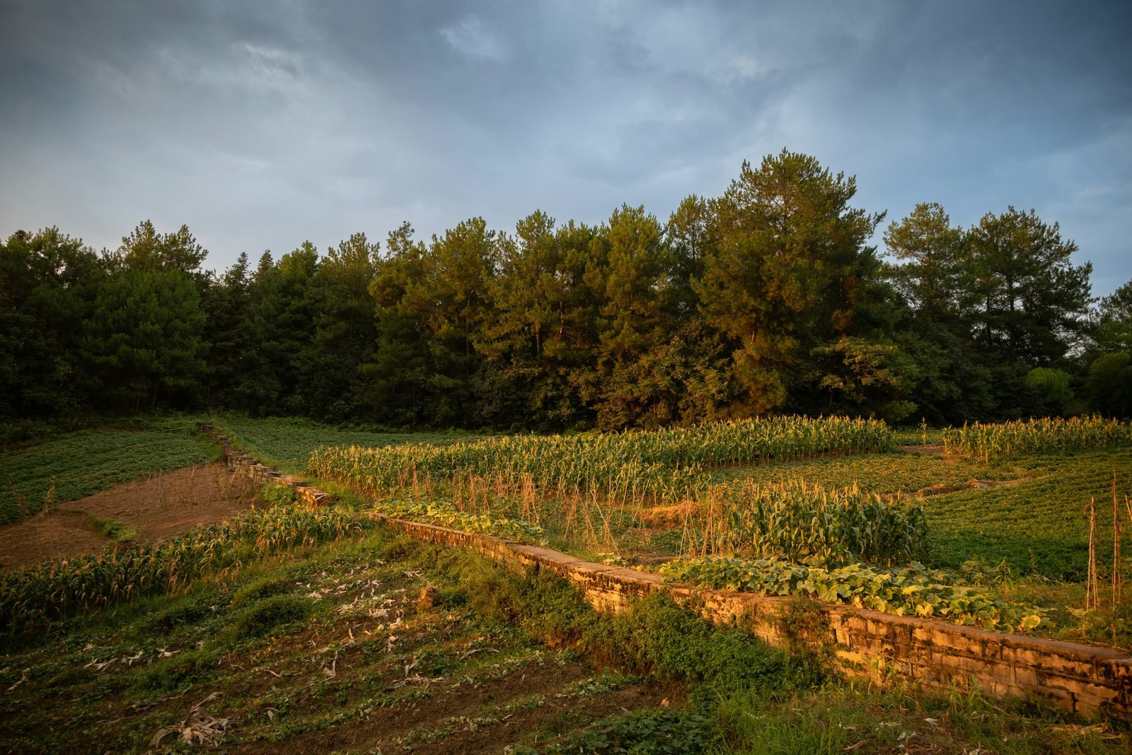 Market garden with raised stone beds at dusk