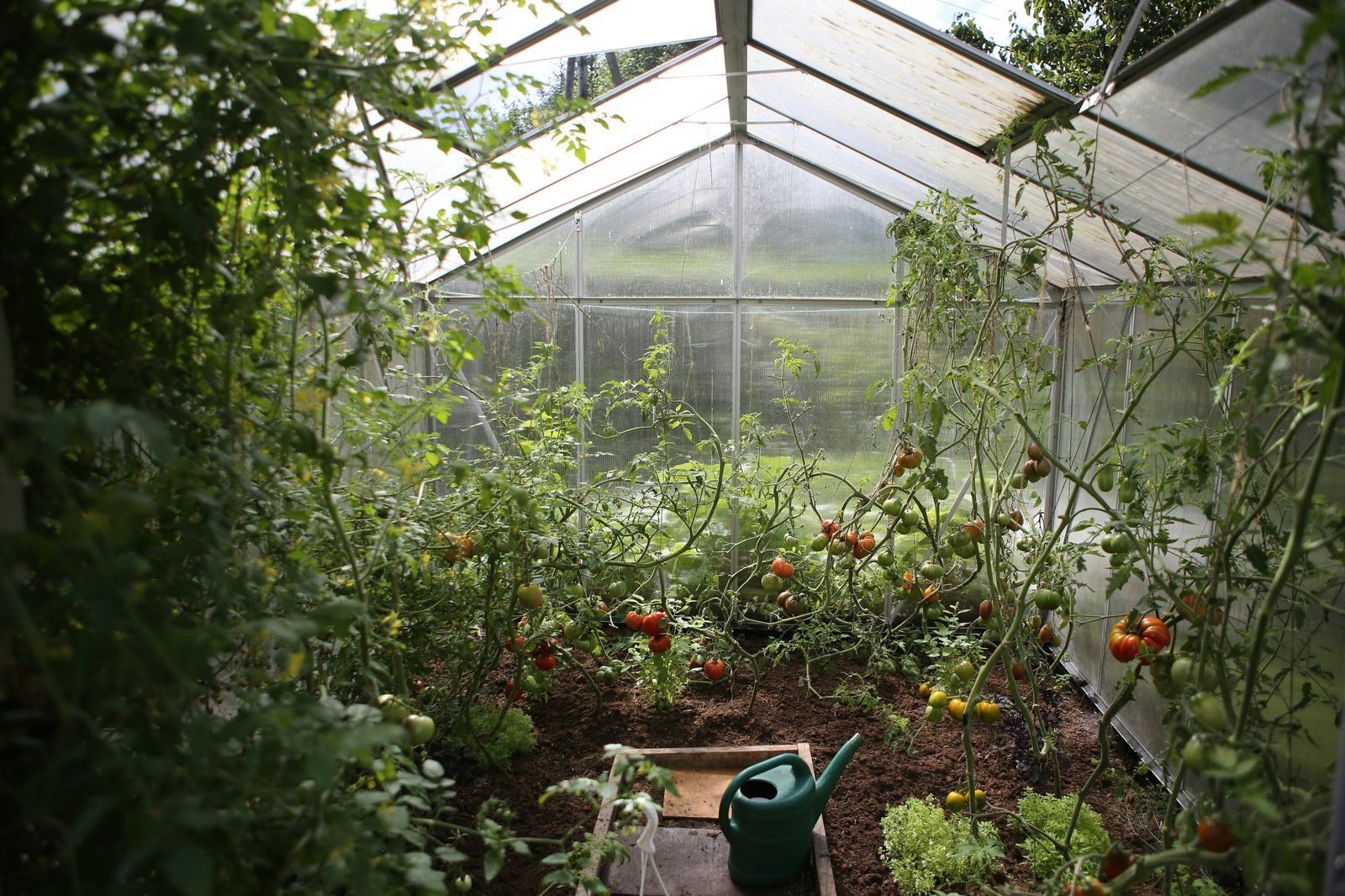 Polytunnel full of ripening tomatoes
