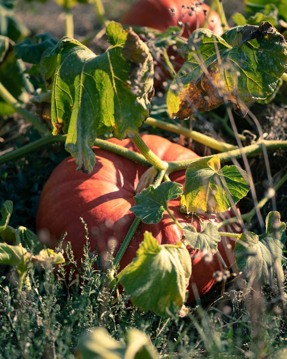 Pumpkins ripening in the field at golden hour