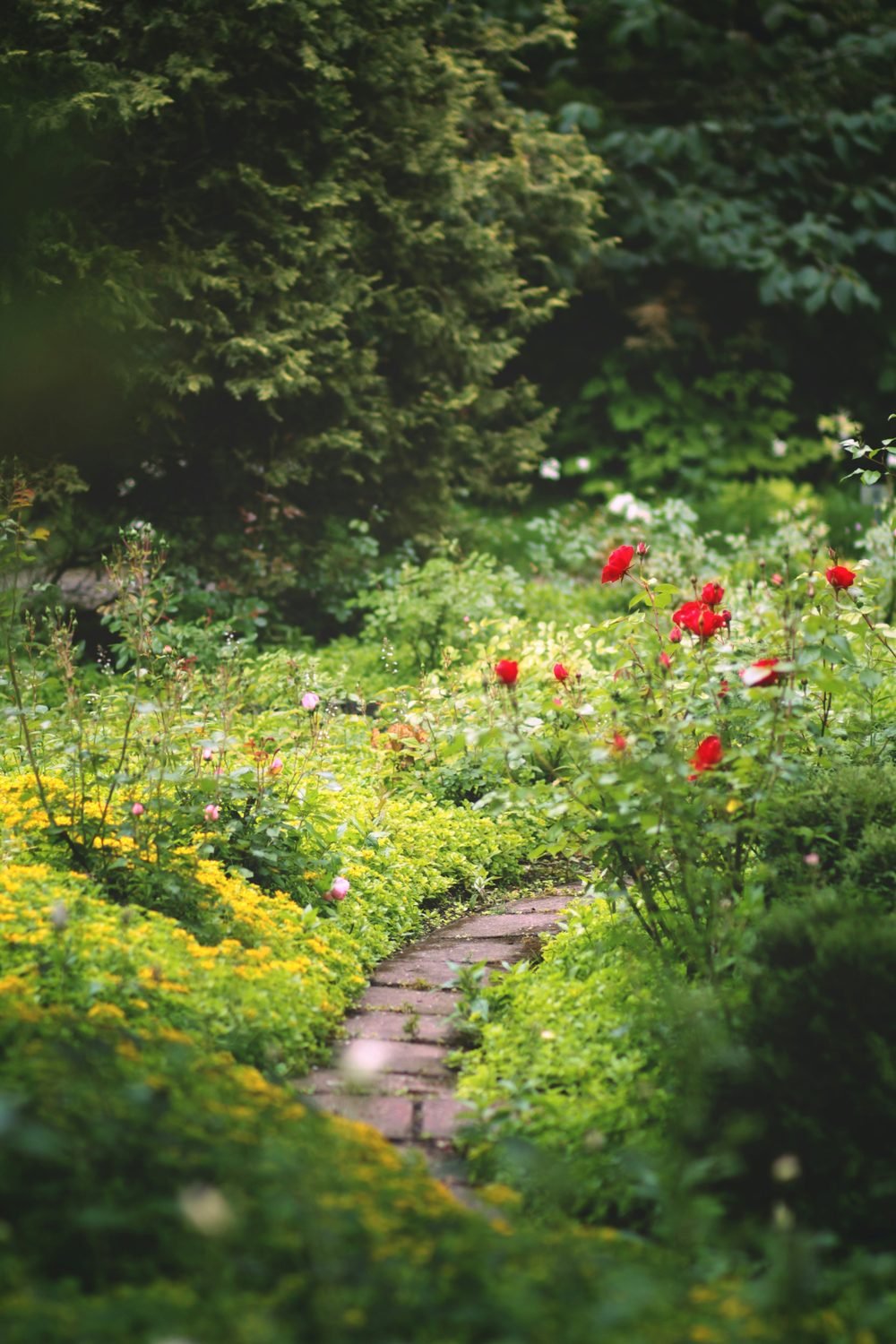 Rose and herb kitchen garden path