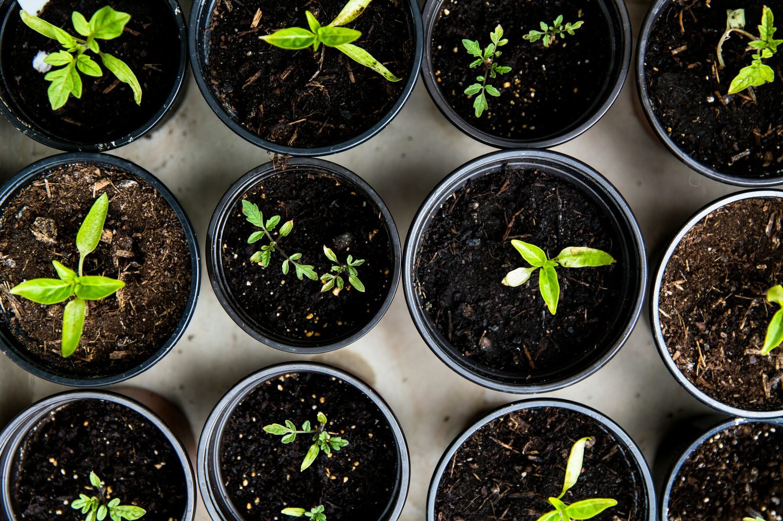 Seedlings in pots, overhead view