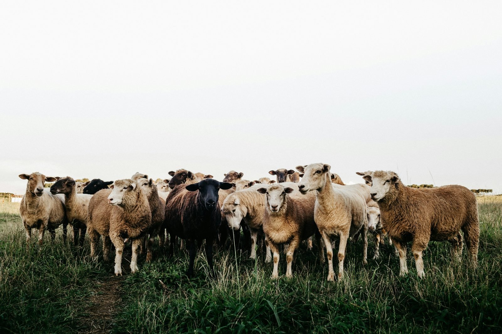 Flock of sheep in field