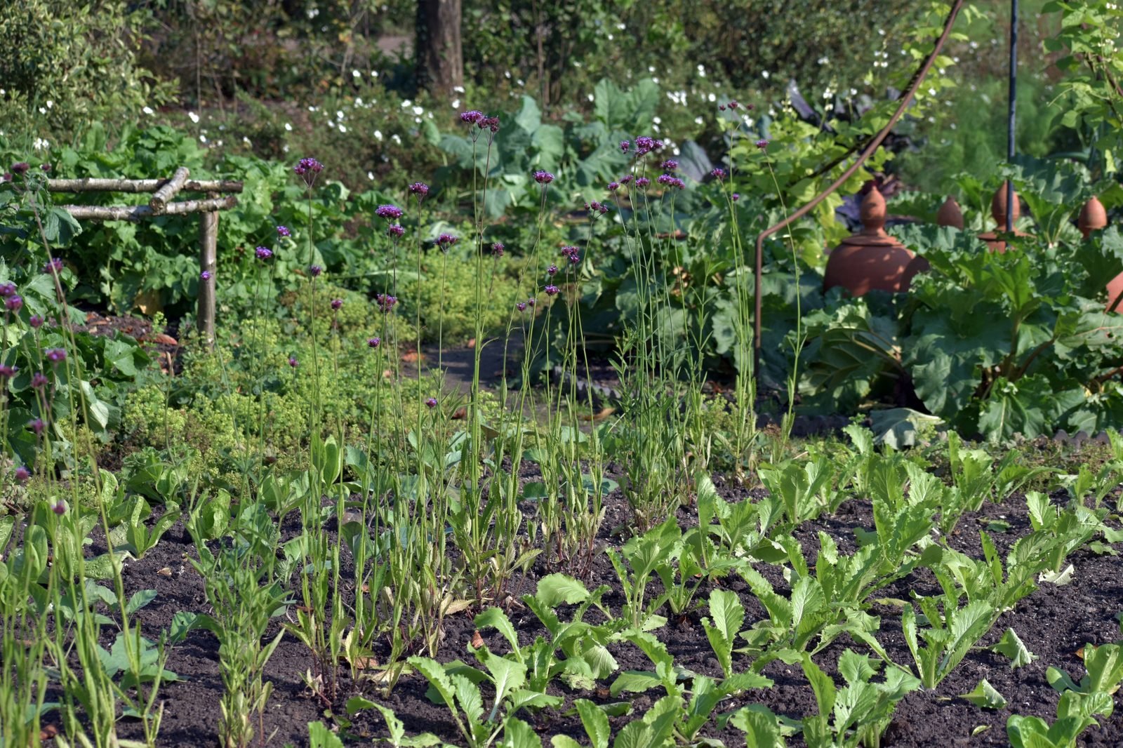 Mixed vegetable garden with brassicas and flowers