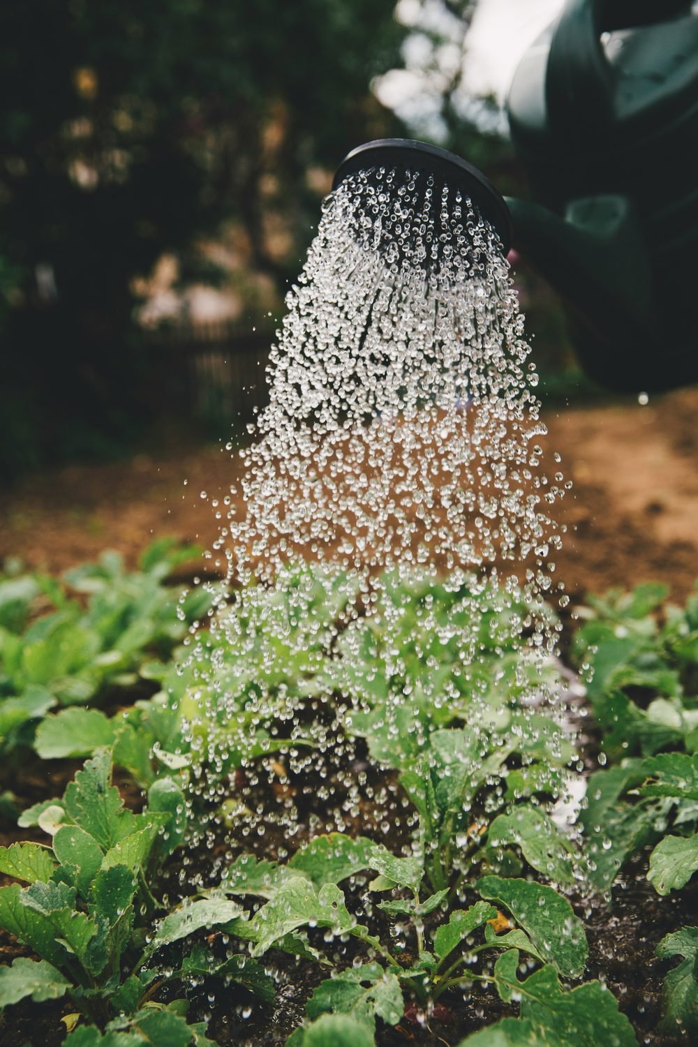 Watering can over vegetable bed