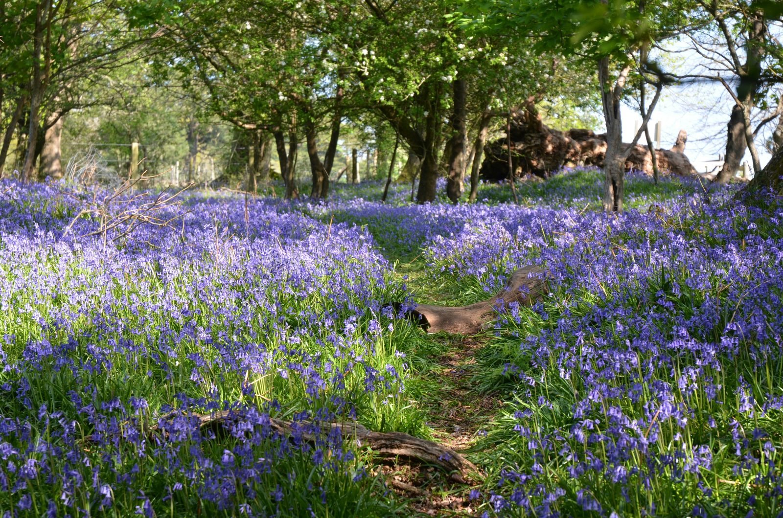 Bluebell woodland — the kind of landscape HOME is drawn to