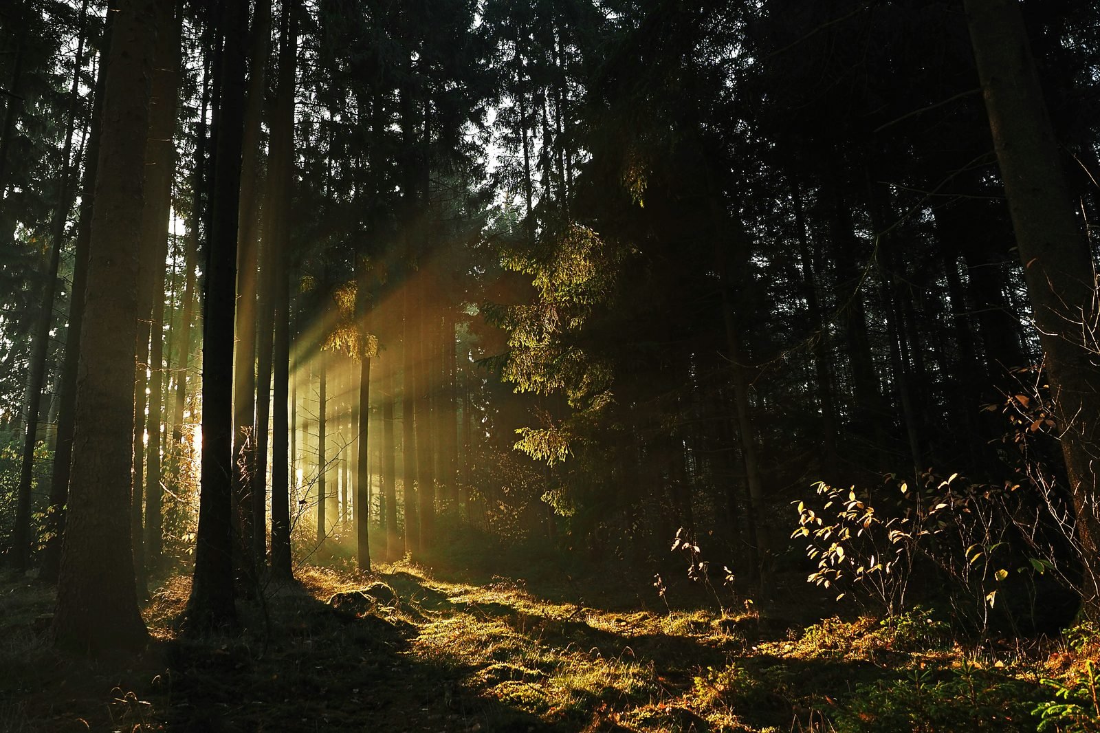 Light filtering through forest — the natural world holds dying and living equally